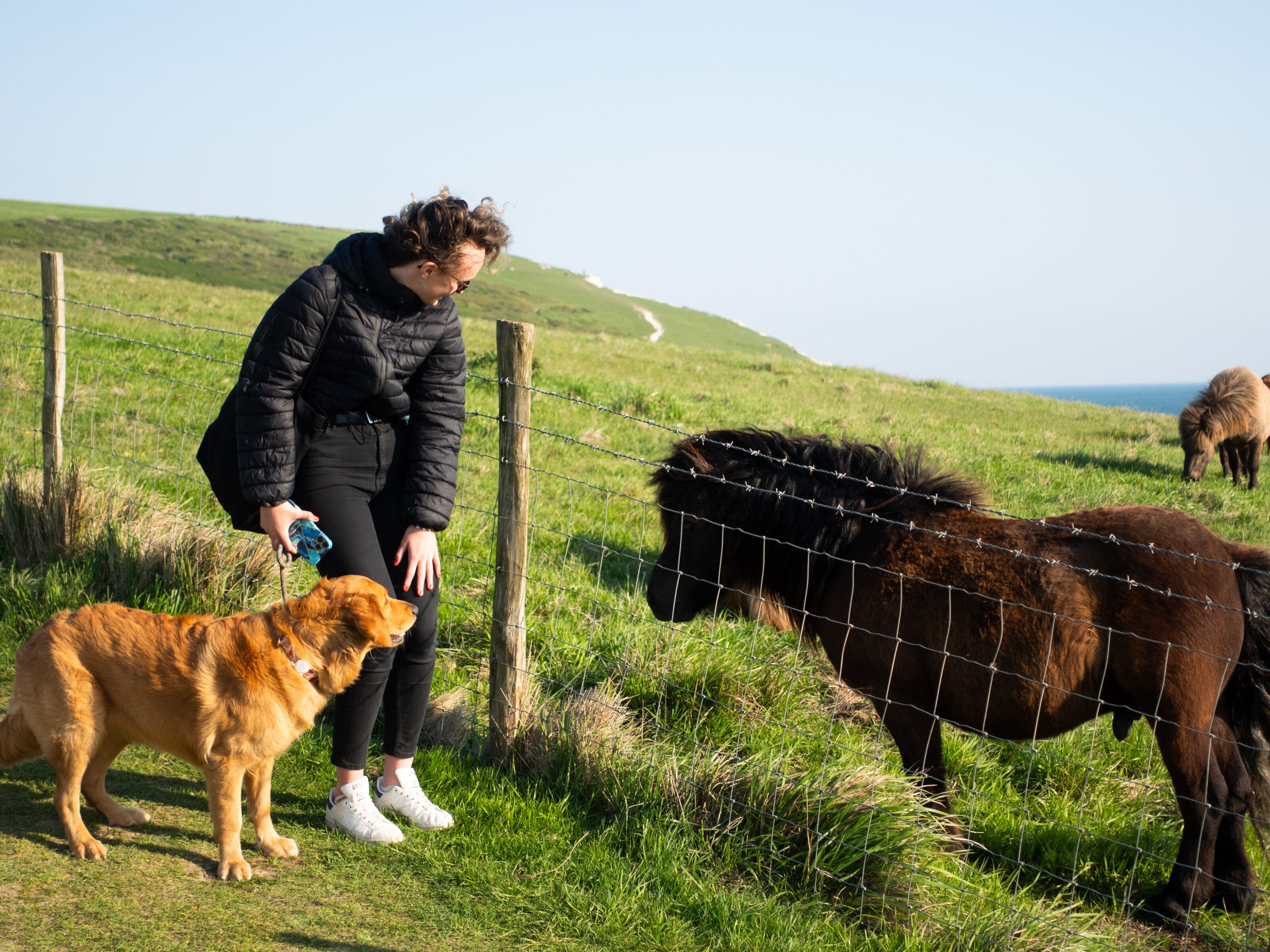A woman in a black puffer jacket bends toward her golden dog near a barbed wire fence, while dark Shetland ponies graze on a green coastal hillside